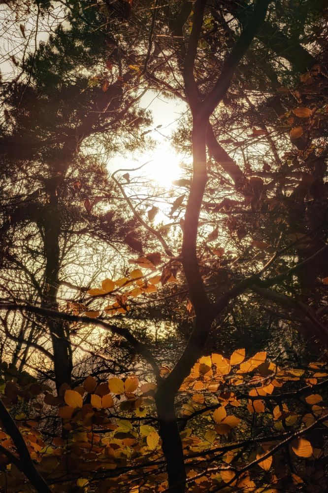 A low-angle shot looking up into a dense forest canopy where a bright burst of sunlight pierces through the dark silhouettes of tree branches. Golden and brown autumn leaves are illuminated by the backlight, glowing warmly against the high contrast of the shaded trunks and the bright sky.