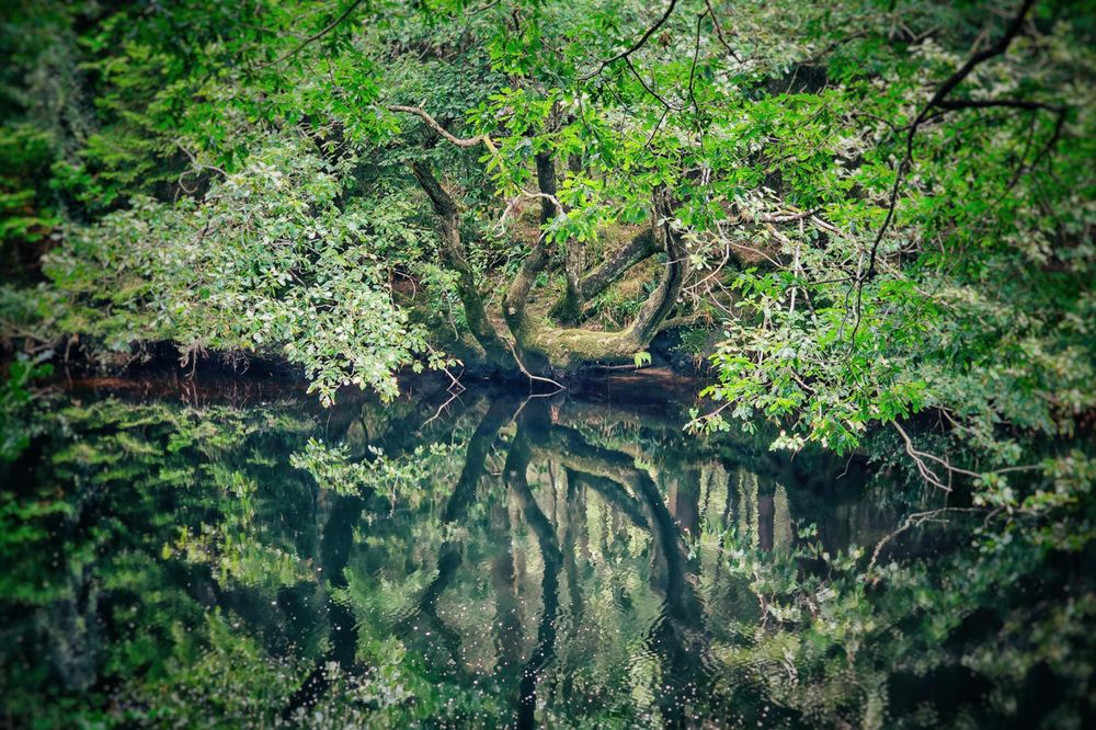 A dense, green tree with gnarled branches hangs over a still body of water, creating a perfect, clear reflection of the foliage and sky. The image has a vignette effect, darkening the edges and drawing focus to the central reflection.