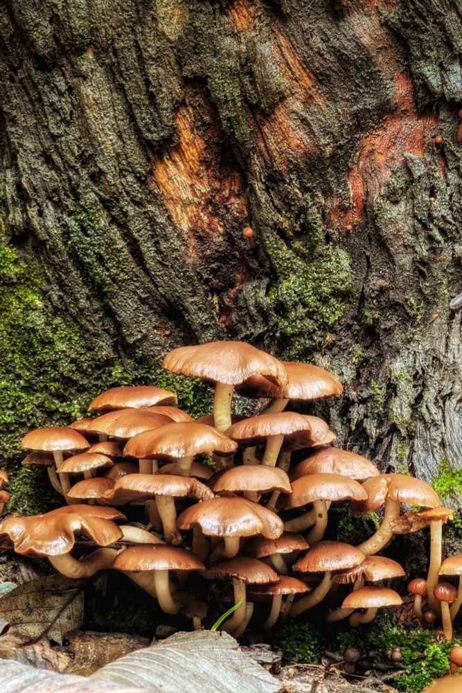 A close-up photograph capturing a dense cluster of small, glossy brown mushrooms growing at the base of a textured tree trunk. The mushrooms have smooth, rounded caps and pale, cream-coloured stems, some overlapping in a crowded formation. The tree bark behind them is deeply grooved with shades of dark brown and grey, punctuated by patches of vibrant green moss. The lighting is soft and natural, highlighting the moist sheen on the mushroom caps and the rugged details of the forest floor.