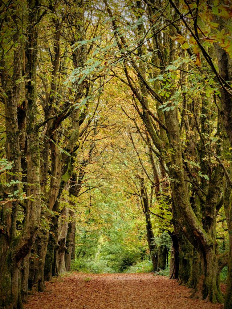 A vertical, eye-level shot looking down a forest path that is carpeted with brown and orange fallen leaves. Tall, mature trees line both sides of the path, their thick trunks covered in patches of green moss. The tree branches arch overhead to form a natural tunnel or canopy, filtering the light. While the ground suggests autumn, the leaves in the canopy above are still predominantly green, creating a beautiful transition between seasons. The path leads straight into the distance towards a brighter, green opening in the woods.