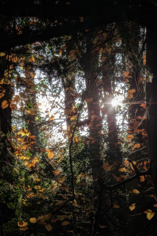 A vertical low-angle shot looking up into a dense forest canopy. A bright starburst of sunlight pierces through the dark silhouettes of tree trunks, illuminating a mix of golden-brown autumn leaves and deep green pine needles. The light creates a high-contrast, ethereal atmosphere, highlighting the intricate textures of the foliage against the backlit sky.