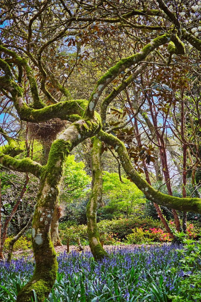 A vibrant photograph taken at ground level in a woodland setting. The foreground is filled with a dense carpet of blooming bluebells with their characteristic drooping flower heads. Several trees with twisting, moss-covered trunks and branches dominate the scene. The leaves on the trees vary in color from fresh green to reddish-brown. Patches of sunlight filter through the canopy, illuminating sections of the bluebells and the forest floor. In the mid-ground, hints of pink and white flowers add further color to the scene. The background shows more trees and glimpses of a bright blue sky.