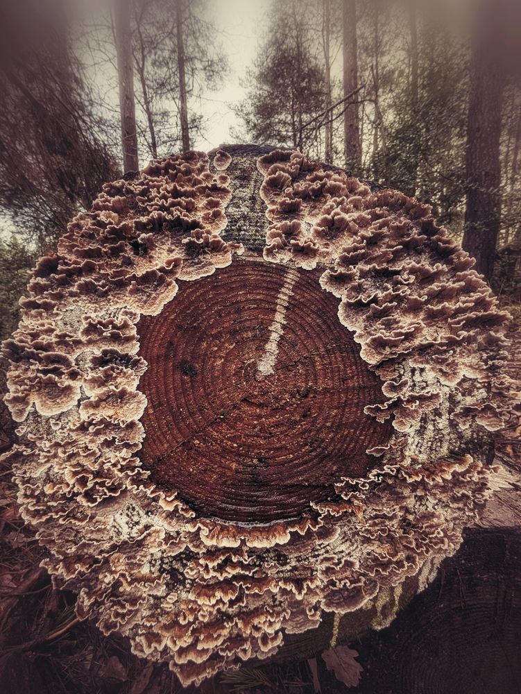A close-up shot of a weathered tree stump in a misty forest. The dark, reddish-brown core of the stump features concentric growth rings and a distinct lighter vertical crack that resembles the hand of a clock. The outer edge is densely covered in layered, ruffled bracket fungi in shades of cream, beige, and brown, creating a textured natural frame around the wood. Tall, slender trees fade into the foggy background.