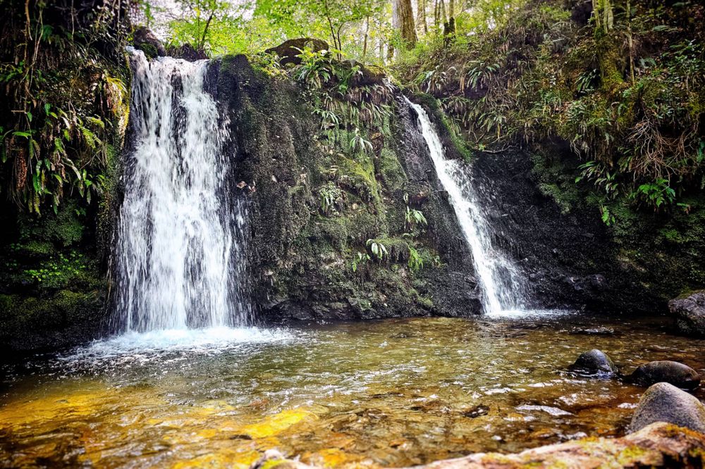A wide shot of a small, twin waterfall cascading into a clear pool in a sun-dappled woodland setting. The water flows over mossy, dark rocks, surrounded by lush green ferns and trees. The water in the pool is golden-brown, reflecting the light and the colours of the surrounding nature.