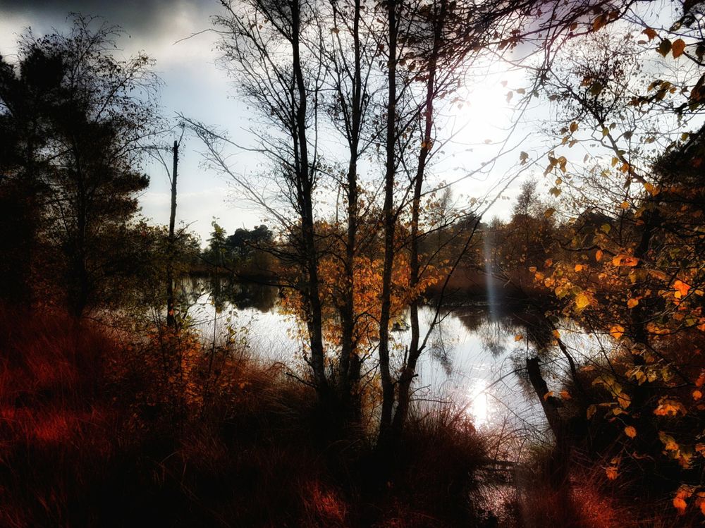 A striking, moody photo of a sunlit lake or pond framed by tall, dark, bare-limbed trees and thick, golden-orange autumn foliage. The low sunlight beams through the centre-right, reflecting brightly on the dark water. The foreground is shadowed with dark red and brown grass, creating a deep, contrasting frame to the bright, reflective water and sky.