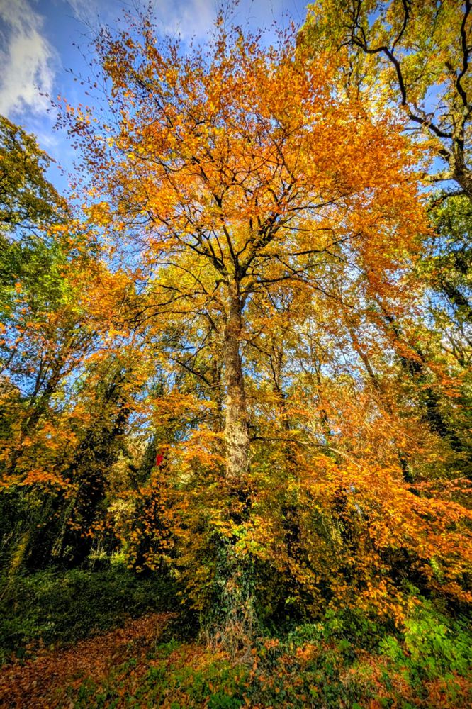A low-angle shot looking up into the dense canopy of a large tree ablaze with bright orange and gold autumn foliage against a vivid blue sky with wispy white clouds. The surrounding trees are a mix of green and yellow, and the ground below is covered in green shrubs and fallen leaves, conveying a deeply immersive and vibrant forest scene.