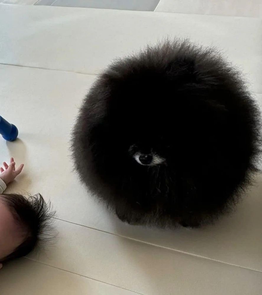 Cachorro muito peludo que, por ilusão de óptica parece um cíclope.