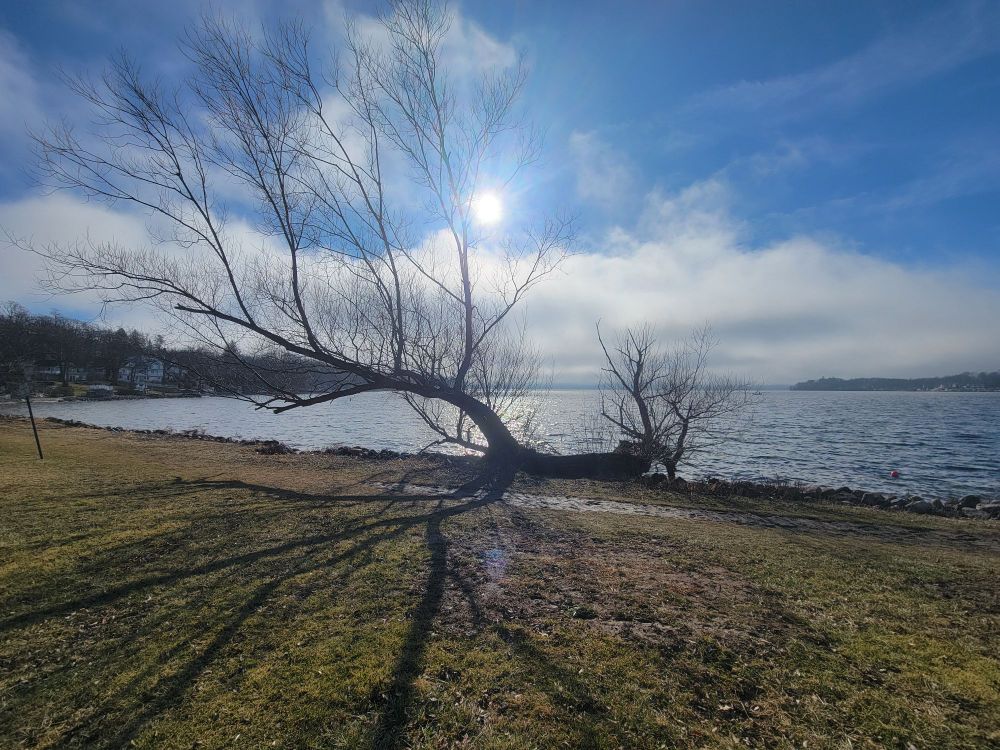 Partially fallen over tree on the lakefront with sun shining on the water