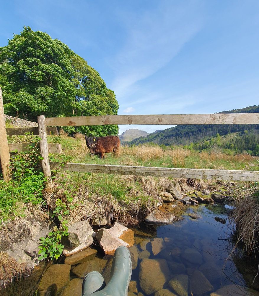 Same as previous but with a stream and a Galloway calf in the foreground.