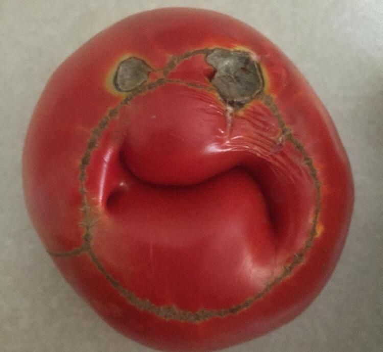 A sad looking tomato, that resembles a face 