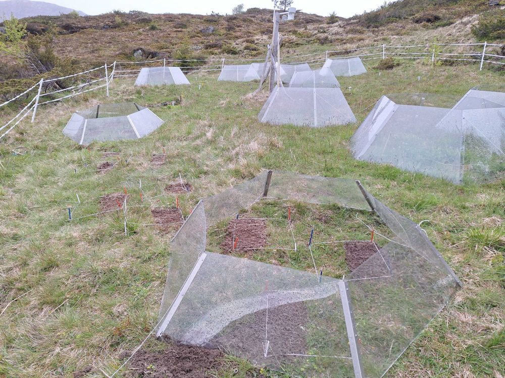 Open top chambers (OTCs) are small glasshouses without roofs that are extensively used in climate change research to warm Arctic and alpine vegetation to experimentally assess climate change impacts. In this picture we see a bunch of them newly set up in a mountain grassland 