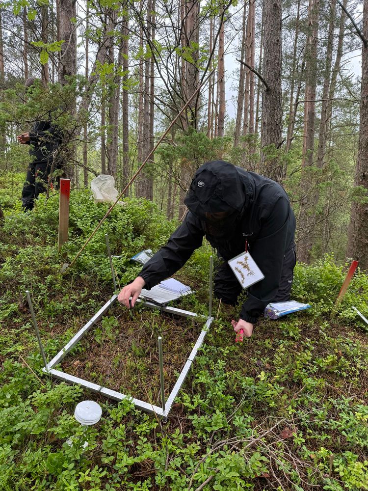 A student analysing a vegetation plot for bryophyte biodiversity. Surrounded by forest. His pro tip: laminated cards with samples of the most common species and their characteristic traits to help him keep on top of the ID-ing during long and sometimes wet field days. 