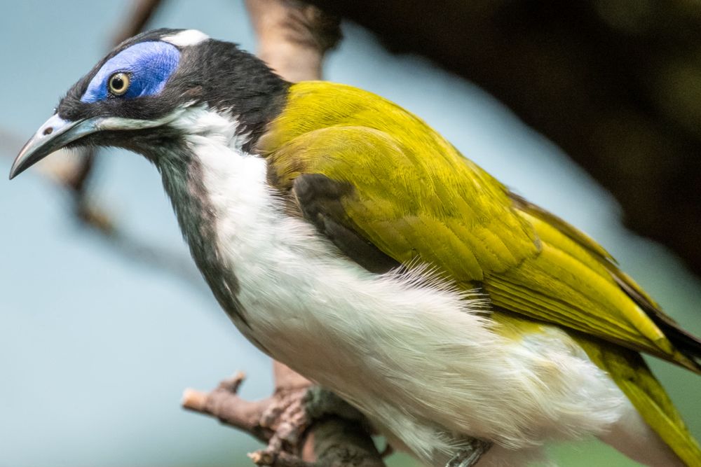 A photo of a Blue-Faced Honeyeater, a bird with bright yellow wings, a white body, a black neck and a blue head, with a golden eye. It's perched and leaning towards left of frame