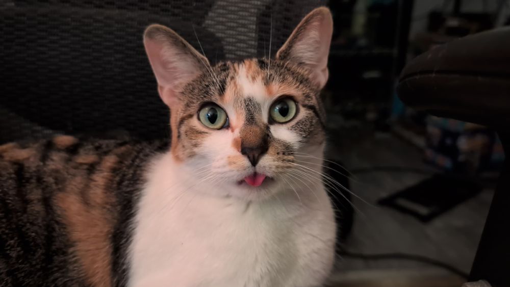 A beautiful calico cat with her tongue sticking out.