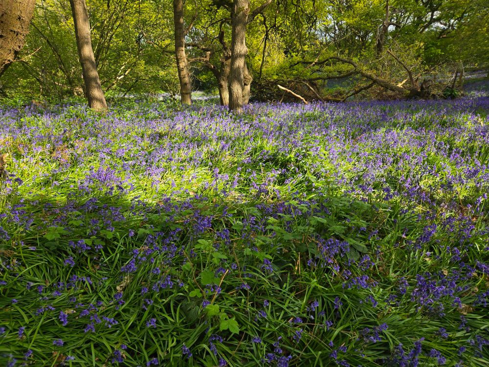 Bluebells in the sunlight, half the picture is in shadow. There are trees in the background. 