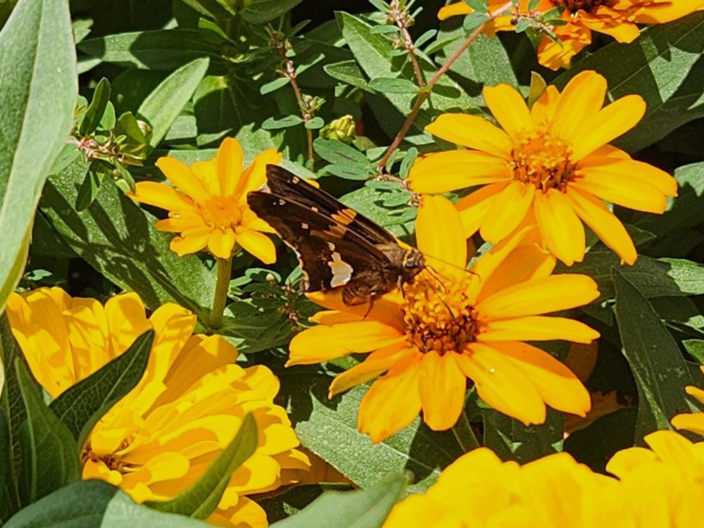 Butterfly on top of a yellow flower 🌻 