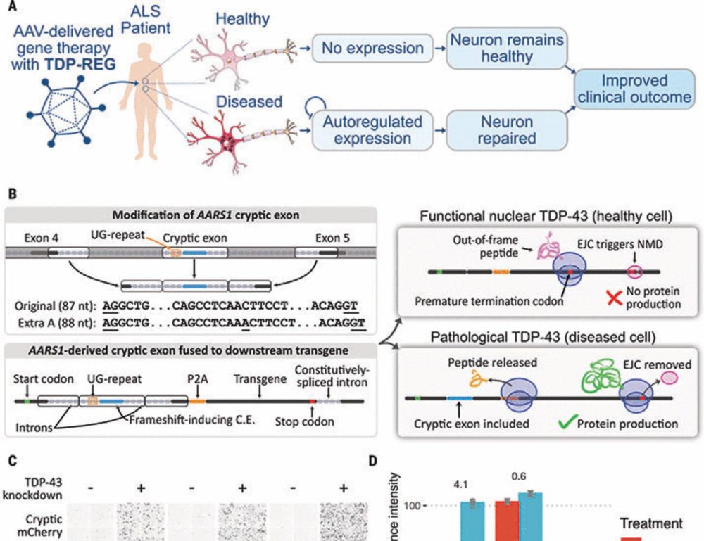 Creation of de novo cryptic splicing for ALS and FTD precision medicine