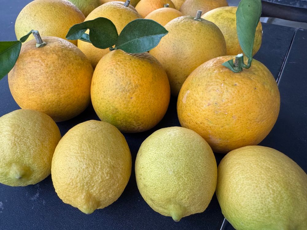 A number of oranges and lemons that I grew myself