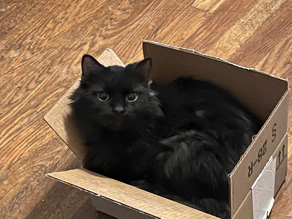 Fluffy black cat in a box with a horrified expression on his face