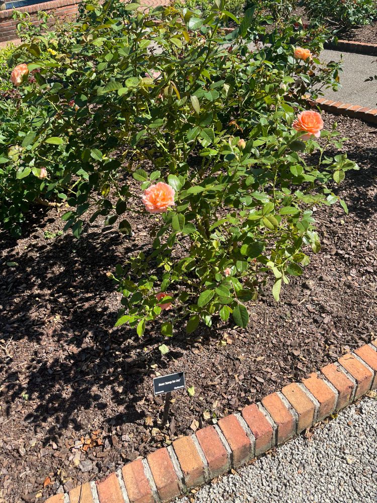 A few pretty orange roses, which the small sign says are called “jump for joy”