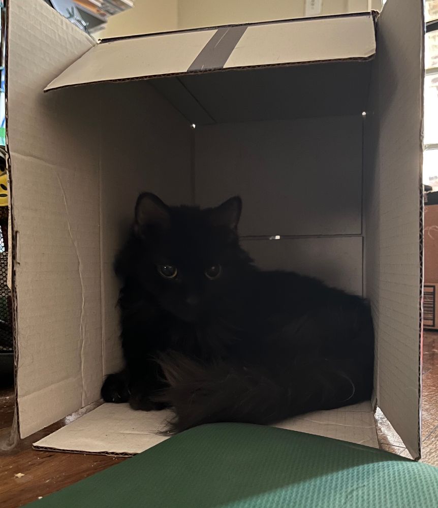 Fluffy black cat in a white box that is on it’s side in front of a green yoga mat 