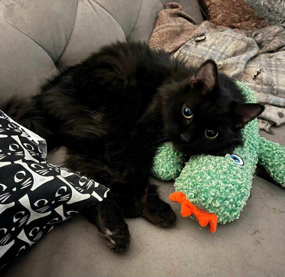 Fluffy black cat looking up at the camera while resting his head on a fuzzy green pickle toy