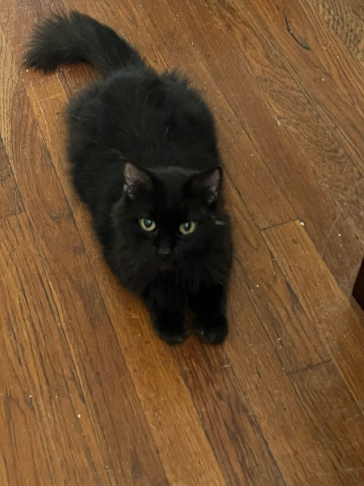 A fluffy black cat on the floor, looking up with a serious expression on his face, as if trying to use a Jedi mind trick