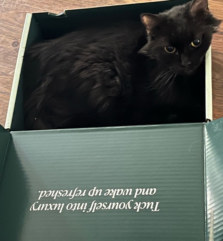 Fluffy black cat in an open box. The upside down text on the box’s lid reads: tuck yourself into luxury and wake up refreshed