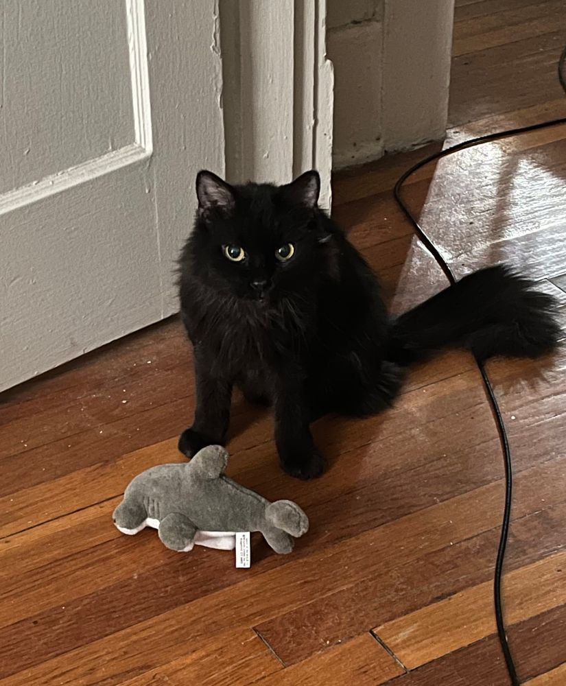 Fluffy black cat standing over the plushie of a hammerhead shark that he has conquered 