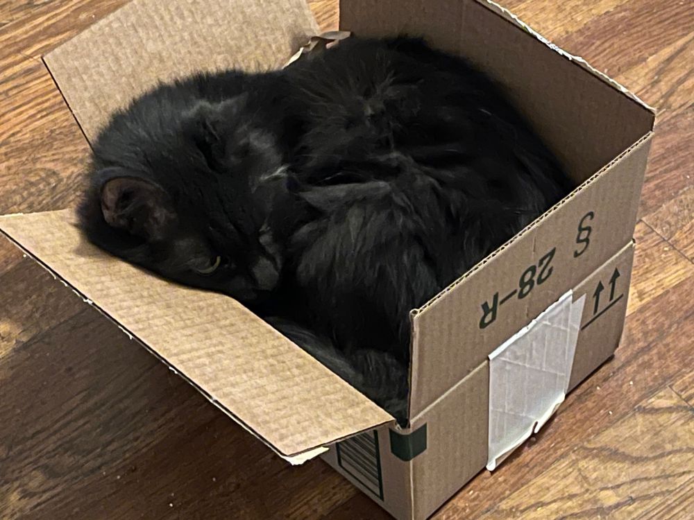 Fluffy black cat is now curling up to hide from the world in the little box