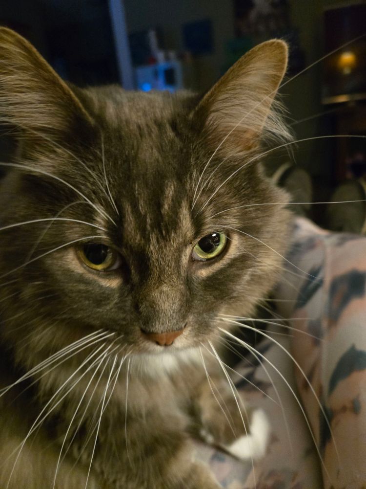 This is Gil. He is a Gray long-haired Manx cat with a white patch on his throat. He is sitting on my legs. I am wearing pink  pants with blue watercolor-type splotches on them. Gil hopped up for his close up!
