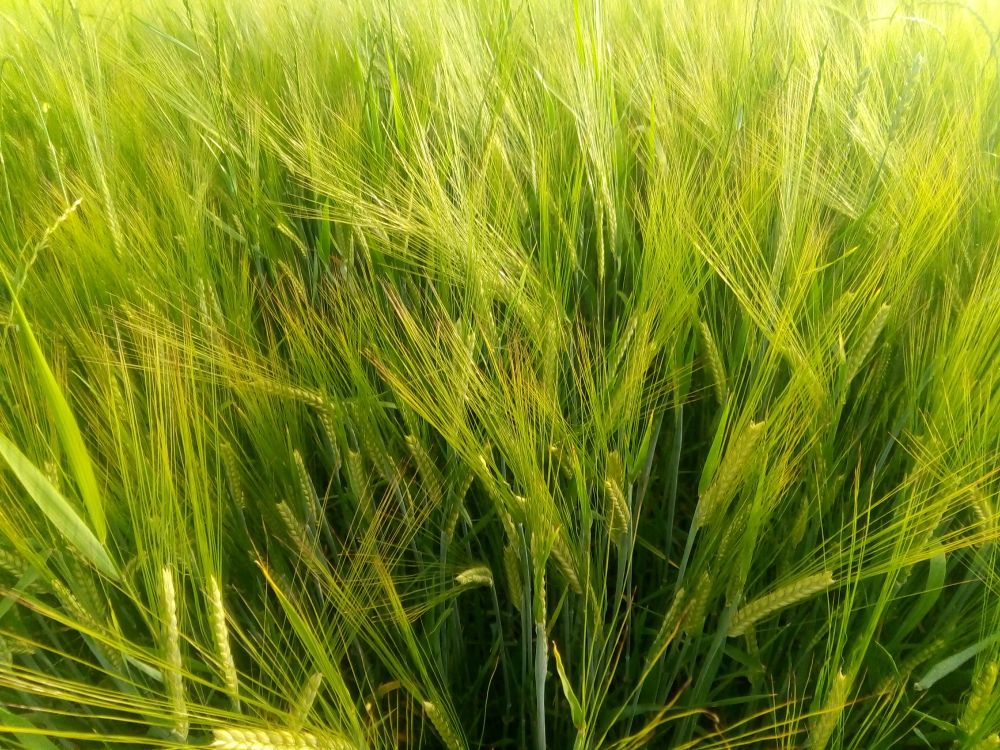 grain field