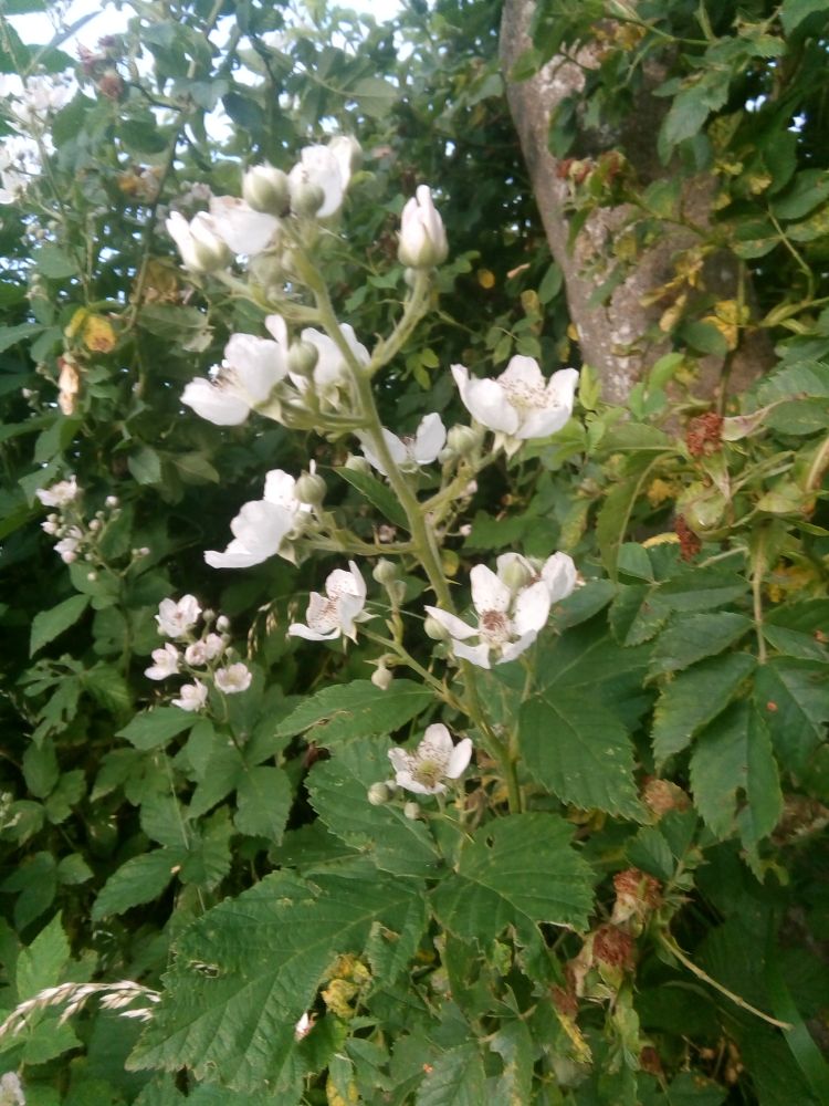 blackberry flowers