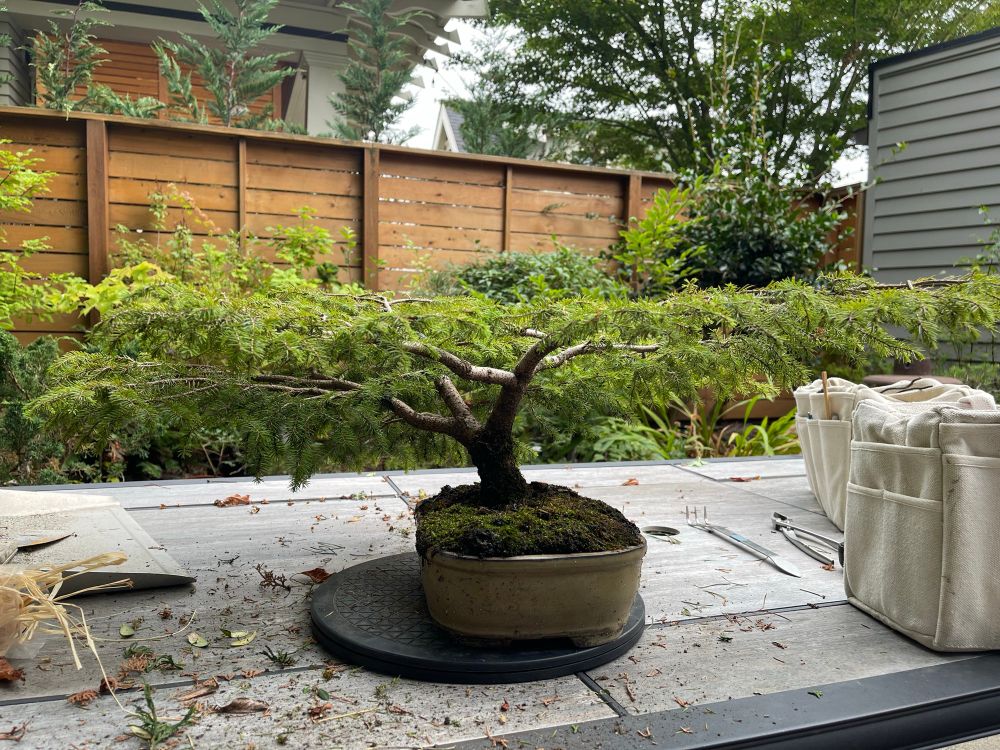 Side view of Bird’s Nest Spruce on a messy patio table.