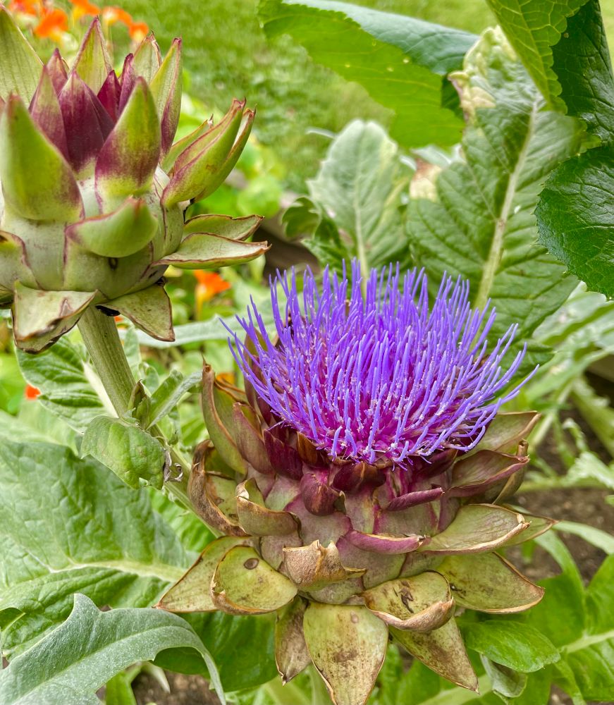Homegrown artichoke in flower