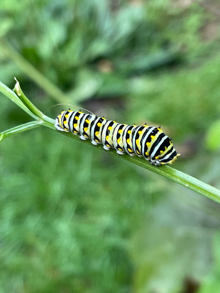 Swallowtail butterfly caterpillar on garden parsley 