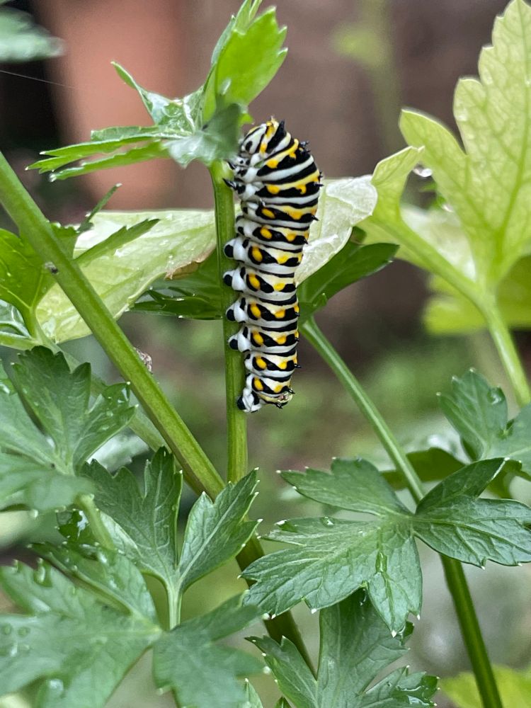 Swallowtail butterfly caterpillar eating garden parsley  