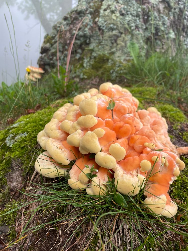 Sulphur mushroom growing on a tree stump