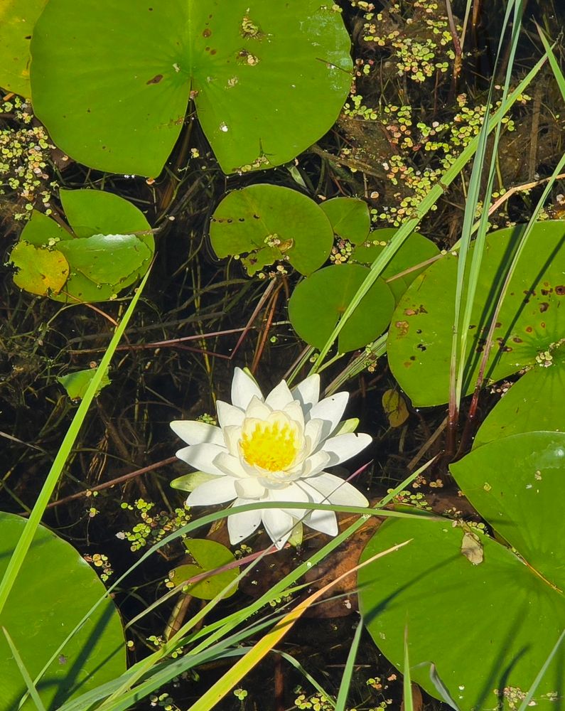Fragrant White Waterlily (Nymphaea odorata) in the Old Ausable Channel in Pinery Provincial Park, Ontario. 