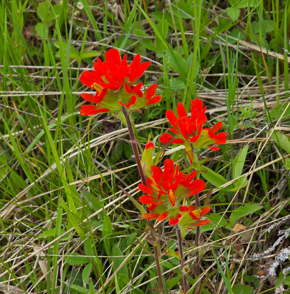 Indian paintbrush