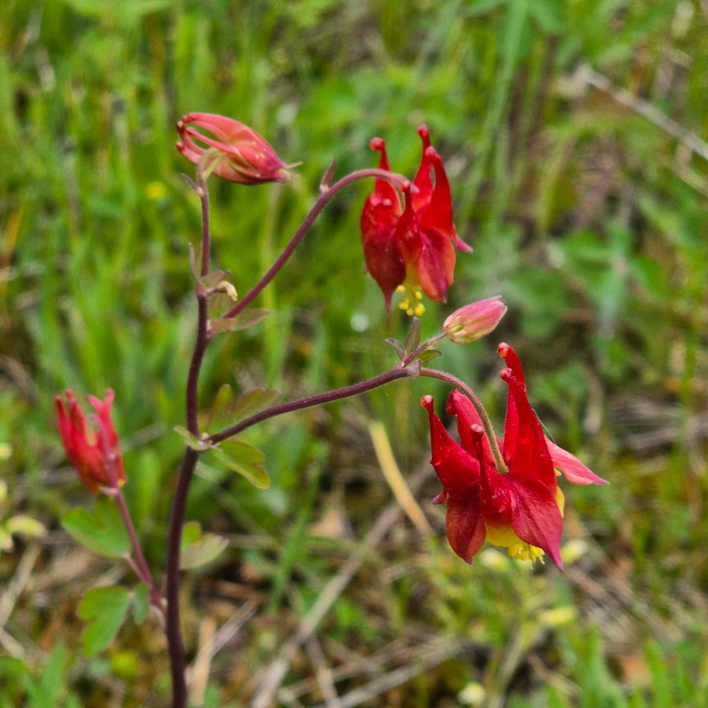 Red Columbine