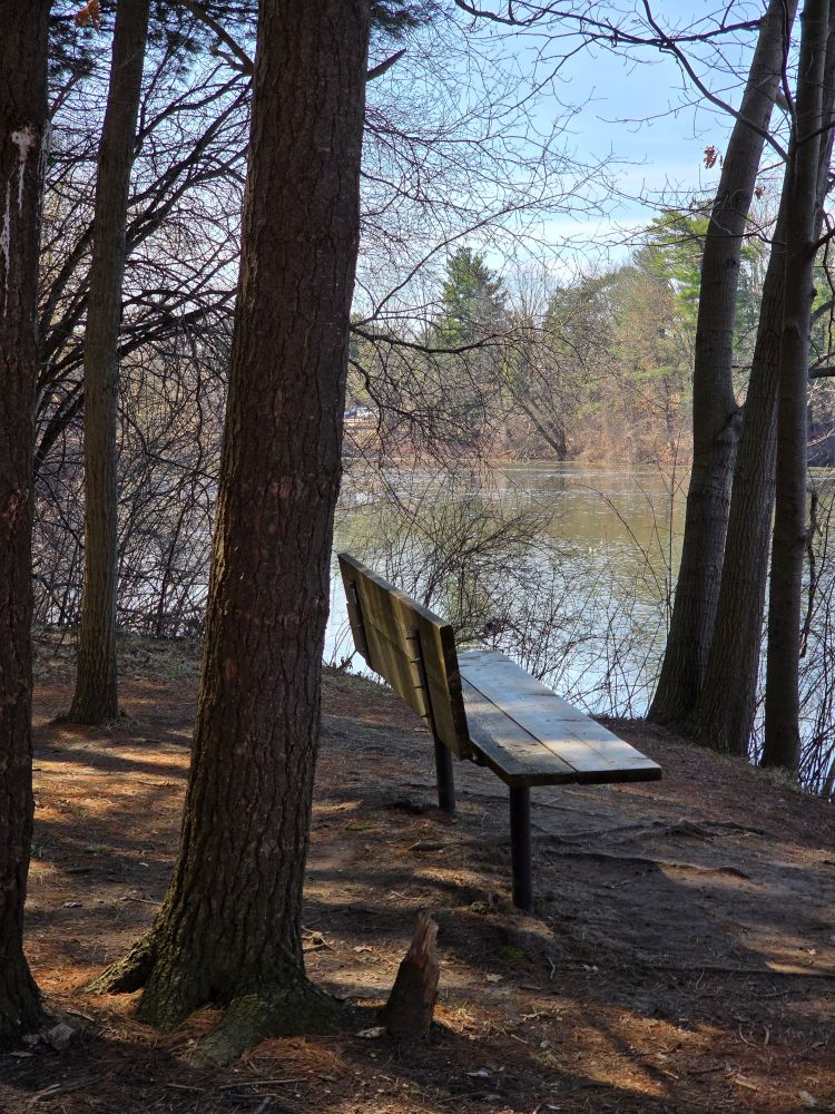 Empty bench beneath some trees on the edge of Mill Pond. 