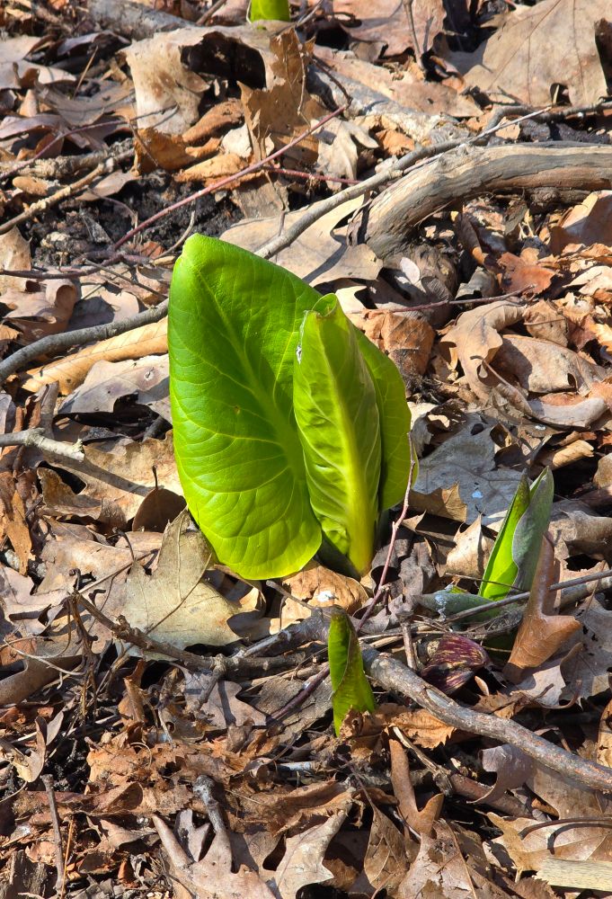 Skunk cabbage leaves poking through the dead leaves covering the ground. 