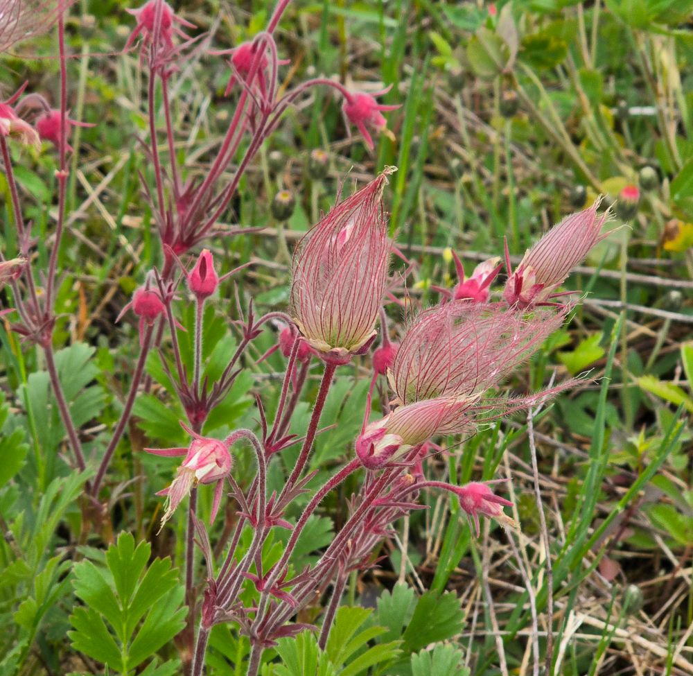 Prairie Smoke