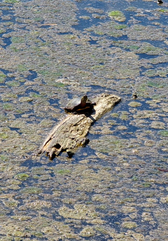 Turtle sunning itself on a log floating in the pond. 