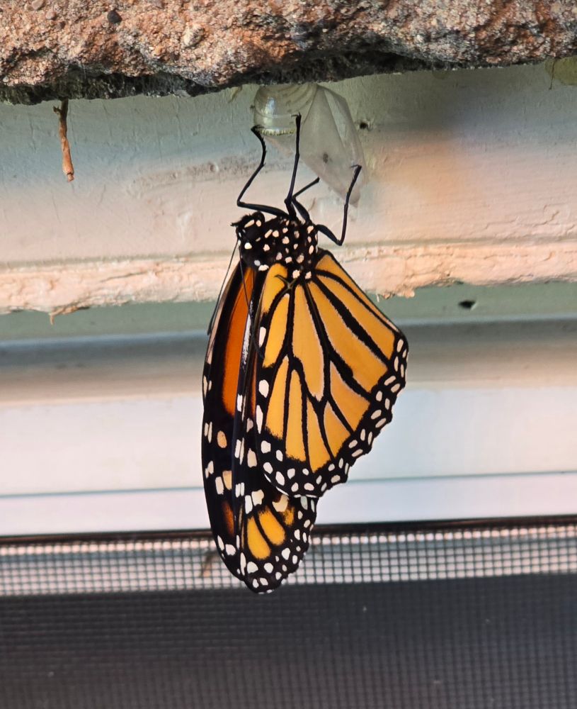 An hour later and the wings are almost fully extended.  