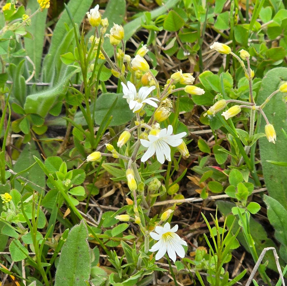 Chickweed