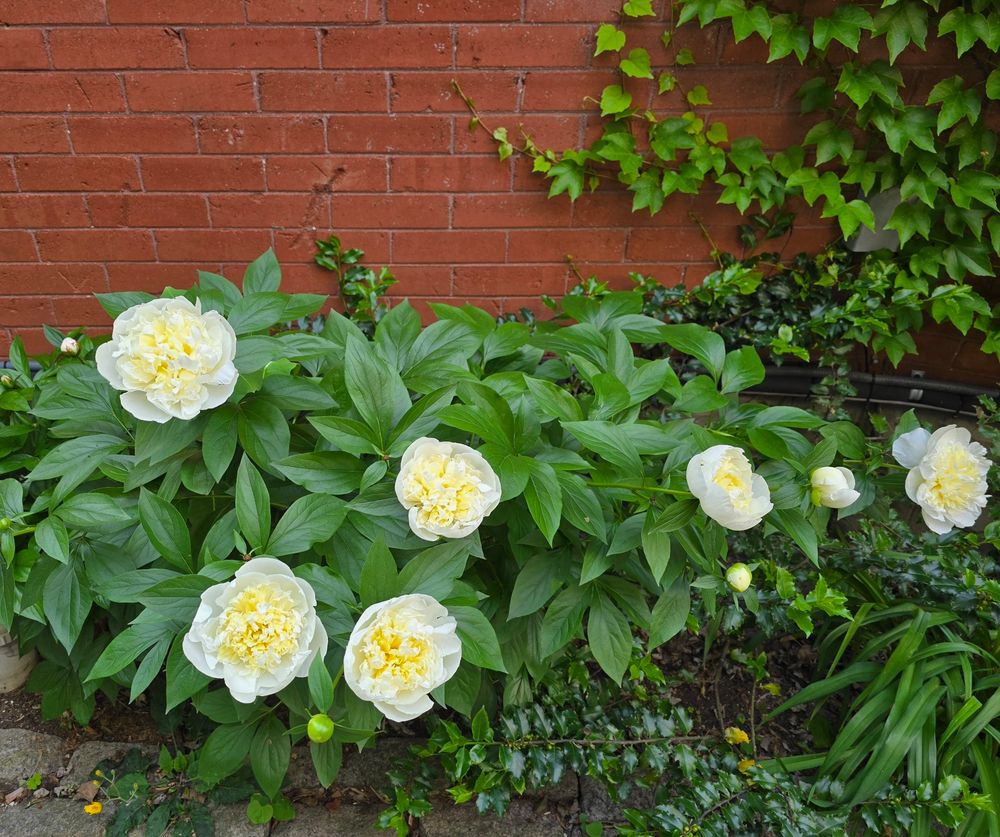 Big beautiful white peonies with yellow centres.