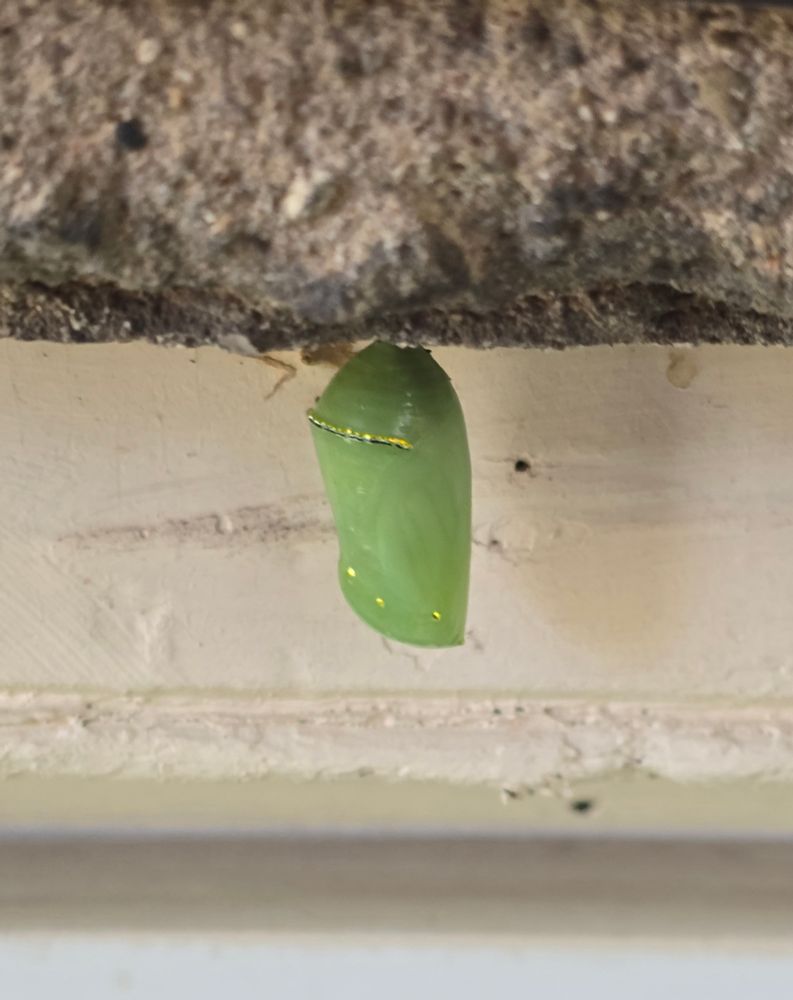 Monarch chrysalis. 