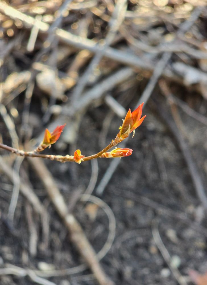 Pretty leaf buds. 